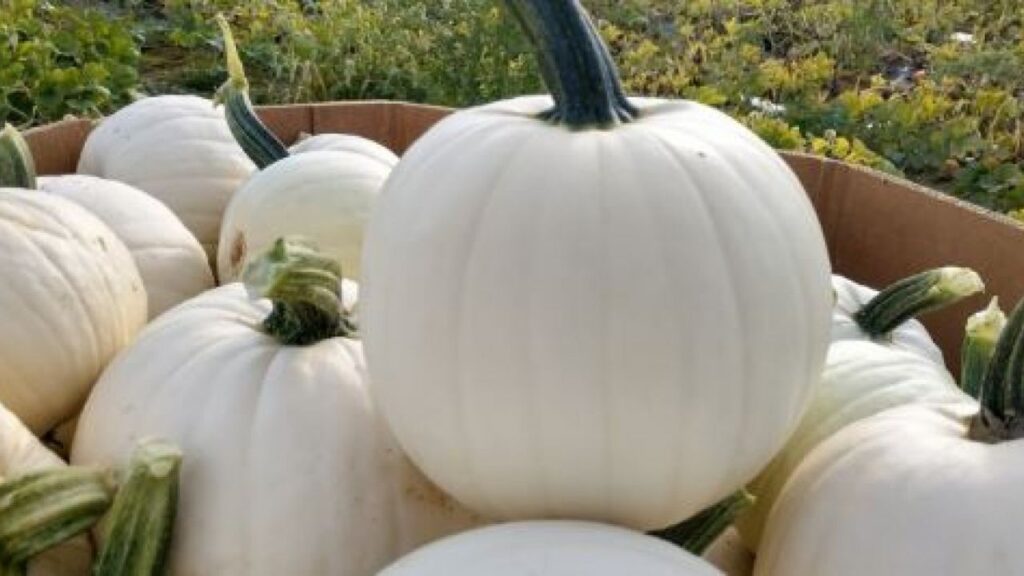 White Pumpkin